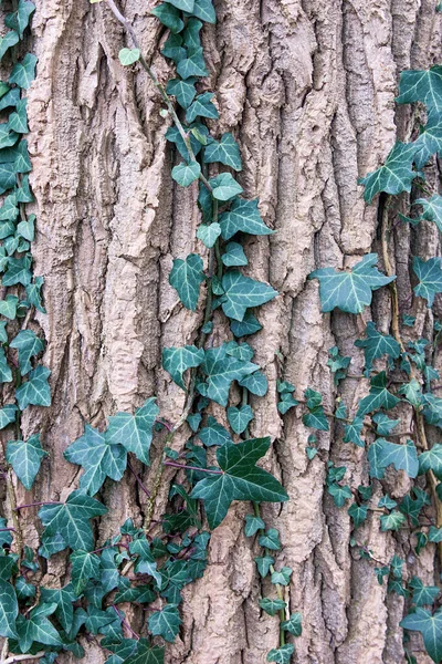 Hojas de uva verde en una corteza de árbol gris viejo. Europa, ecología . —  Fotos de Stock