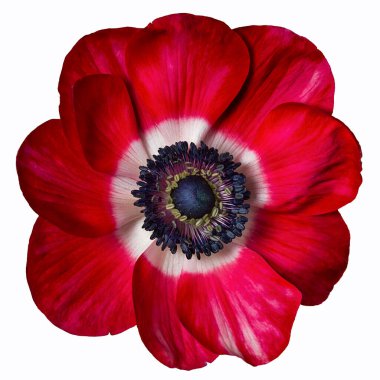 RED ANEMON FLOWERS, anemone coronaria large nana against white background clipart