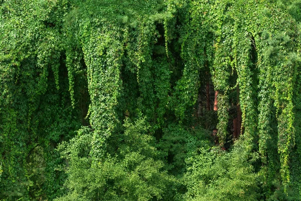 Wild grapes. Green leaves of ivy. Wild grapes. Wild grape leaves twined tree trunks. — Stock Photo, Image