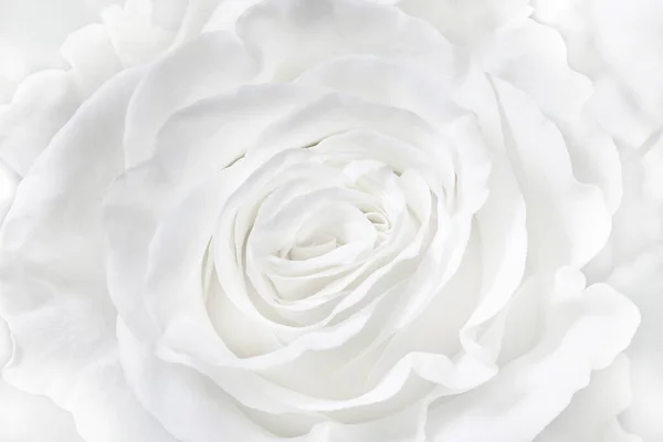 Fond rose blanc, endroit pour votre conception — Photo