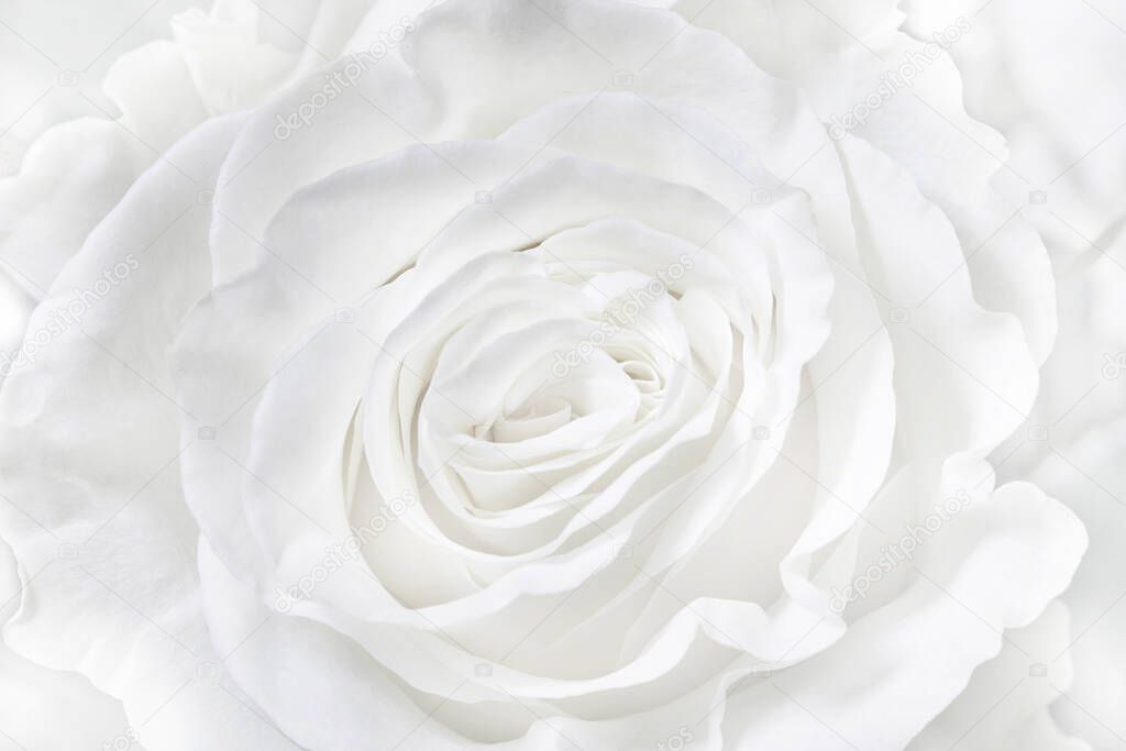 white rose background, place for your design