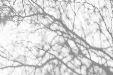 Ağaçların dallarından gelen güneş ışığı ve gölgeler.