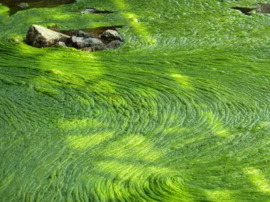 Güneş tarafından aydınlatılan su üzerindeki yeşil ördek otu, arka plan veya doku için.