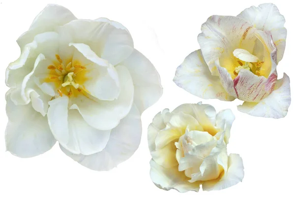 Três Flores Tulipa Branca Fundo Branco Isolamento — Fotografia de Stock