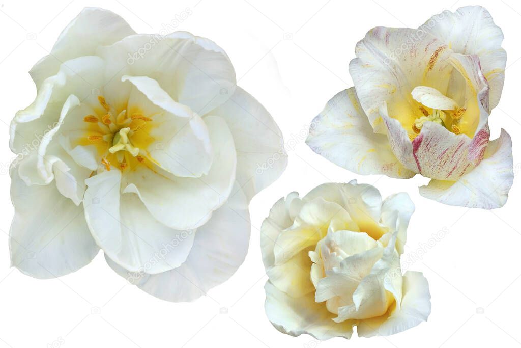 Three white tulip flowers on a white background in isolation
