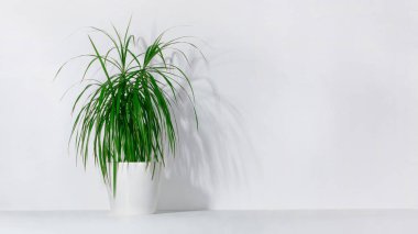 Beyaz bir duvara karşı saksıda yeşil bir saksı ağacı..