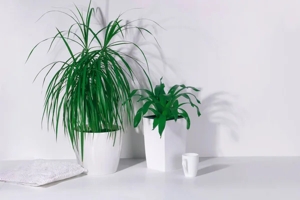 Plantas Sala Verdes Uma Caneca Branca Com Travesseiro Branco Mesa — Fotografia de Stock
