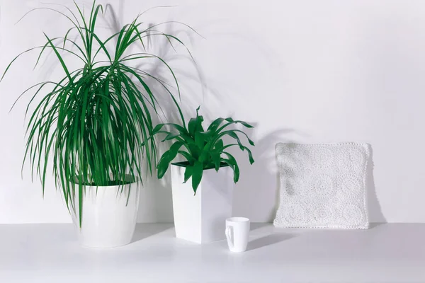 Plantas Sala Verdes Uma Caneca Branca Com Travesseiro Branco Mesa — Fotografia de Stock