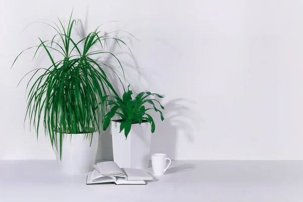 Dracaena Suculento Vasos Brancos Uma Mesa Branca Com Uma Caneca — Fotografia de Stock