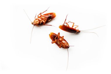  Beyaz arka plan üzerinde hamamböceği