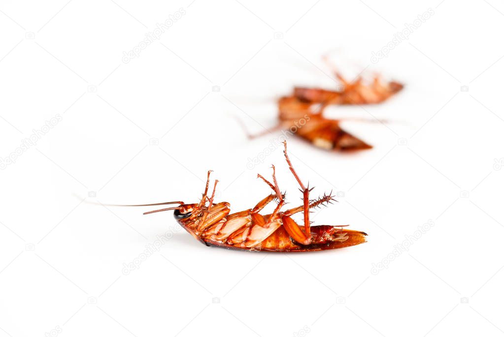  cockroaches on white background