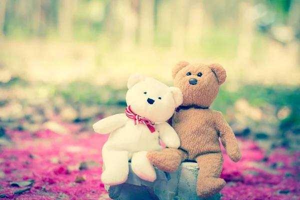 Krásné teddy hnědá a bílá — Stock fotografie