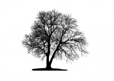 ölü ağaç üzerinde beyaz izole.