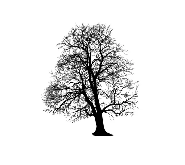 Árvore Morta Isolada Branco — Fotografia de Stock