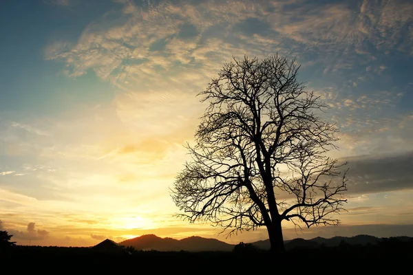 Мертвое Дерево Закате — стоковое фото