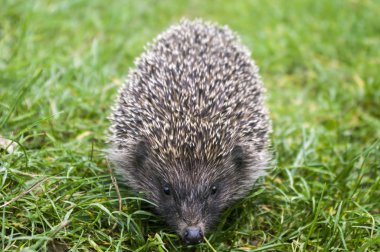 Yeşil çimlerde kirpi