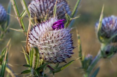 Devedikeni çiçeği yakın plan.