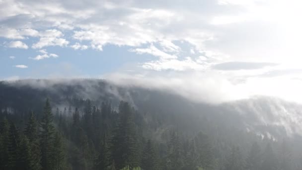 Le brouillard s'élève au-dessus de la forêt après la pluie — Video