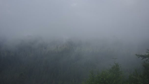 La niebla se eleva sobre el bosque después de la lluvia — Vídeos de Stock