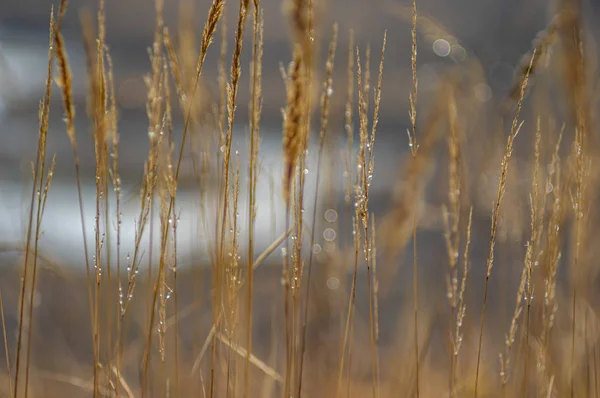 Роса на листку трави — стокове фото