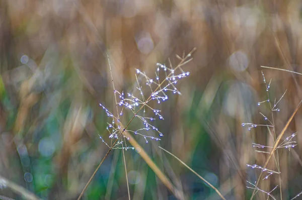 Rosée sur une feuille d'herbe — Photo