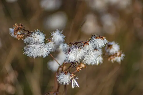 Rosée sur une feuille d'herbe — Photo