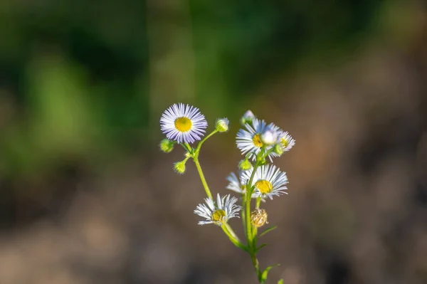 Erigeron annuus blommor i höst dag — Stockfoto