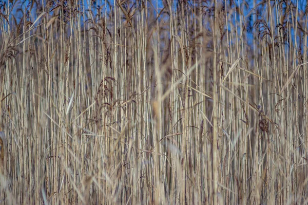 Лопаті трави в ранковій росі — стокове фото