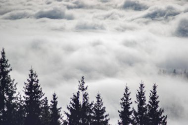 Dağların yükseklerinden ve sisle kaplı ormanlardan manzara.