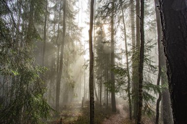 Sonbaharda sisli bir ormanda ışık huzmeleri
