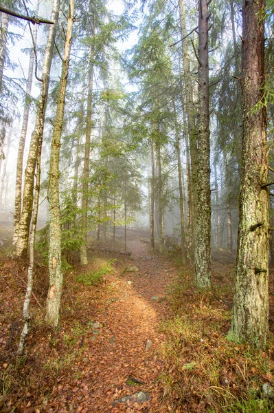 Stralen van het licht in een mistig bos in de herfst — Stockfoto