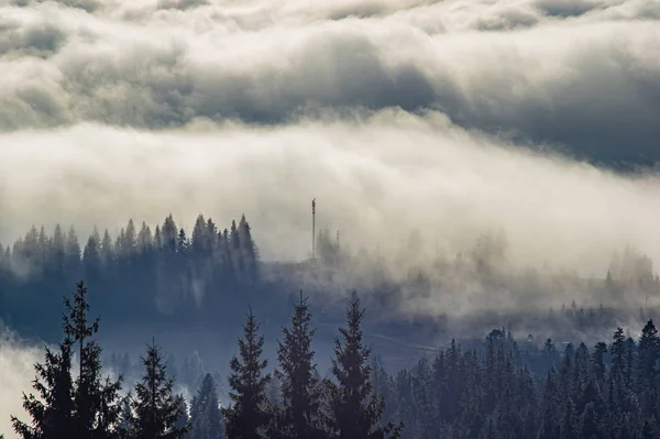 La niebla envuelve el bosque — Foto de Stock