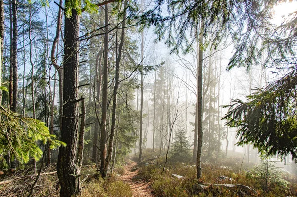 Stralen van het licht in een mistig bos in de herfst — Stockfoto