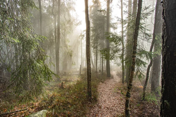 Stralen van het licht in een mistig bos in de herfst — Stockfoto