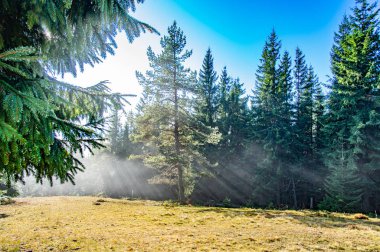 Sonbaharda sisli bir ormanda ışık huzmeleri