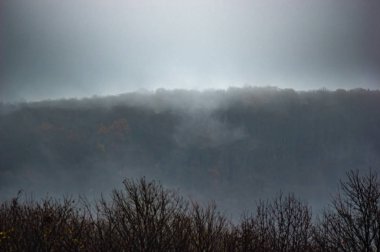 Sis ormanı sarıyor.