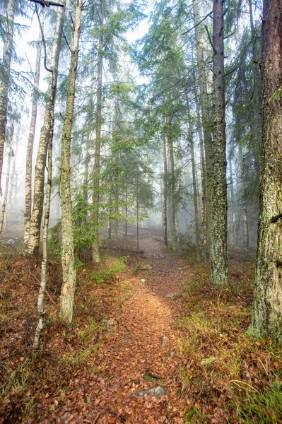 Rayons de lumière dans une forêt brumeuse en automne — Photo