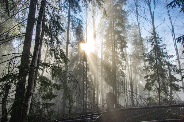 De mist omhult het bos — Stockfoto