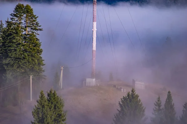 Mgła otacza las. — Zdjęcie stockowe
