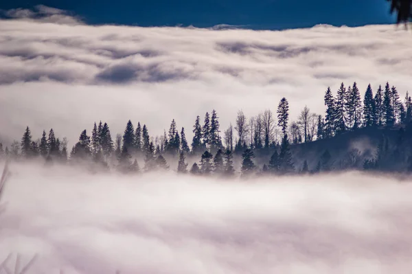 Carpathian mountains in the waves of fog — Stockfoto