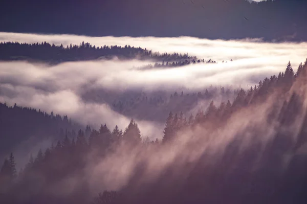 Carpathian mountains in the waves of fog