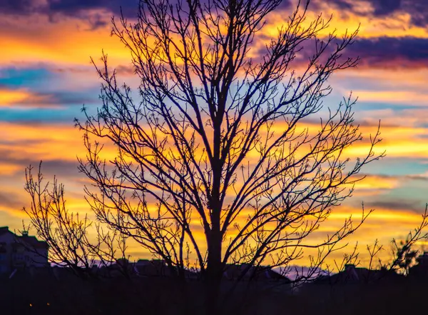 Árvore em um fundo de nuvens de pôr do sol — Fotografia de Stock