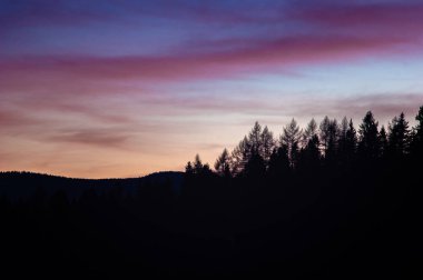 Gün batımına karşı ağaçların siluetleri