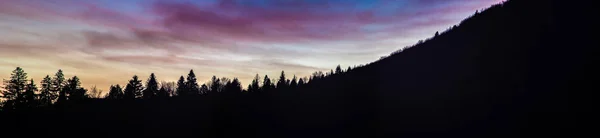 Силуети дерев на фоні заходу сонця — стокове фото