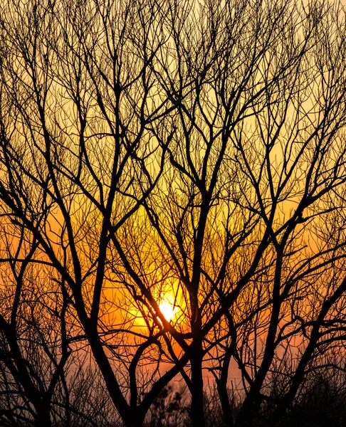 Silhuetas de galhos de árvore em um fundo de pôr do sol — Fotografia de Stock