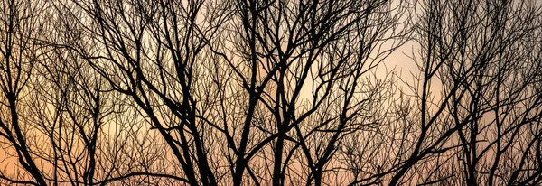 Sziluettek fa ágak naplemente háttér — Stock Fotó