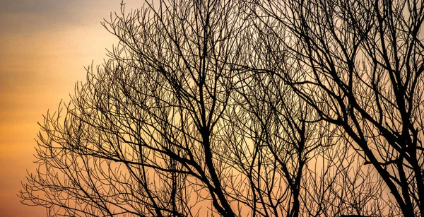 Silhuetas de galhos de árvore em um fundo de pôr do sol — Fotografia de Stock