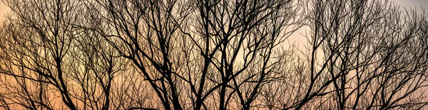 Silhouette di rami d'albero su uno sfondo di tramonto — Foto Stock