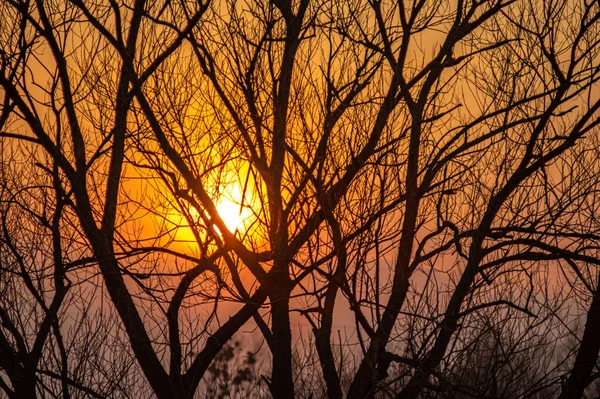 Silhuetas de galhos de árvore em um fundo de pôr do sol — Fotografia de Stock