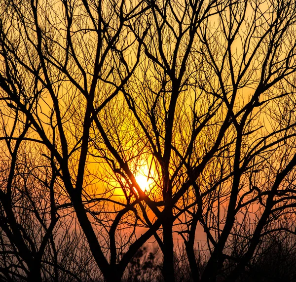 Silhuetas de galhos de árvore em um fundo de pôr do sol — Fotografia de Stock